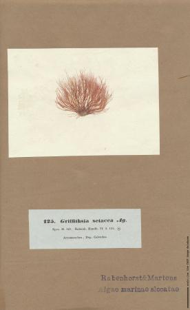 Halurus flosculosus.jpg